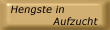 Hengste in Aufzucht