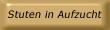 Stuten in Aufzucht)